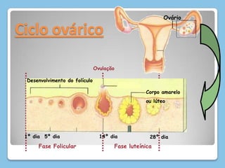 14º dia5º dia1º dia28º diaOvárioCiclo ováricoOvulaçãoDesenvolvimento do folículoCorpo amareloou lúteoFase luteínicaFase Folicular