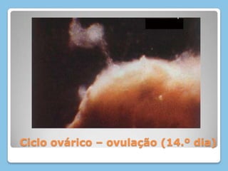 Ciclo ovárico – ovulação (14.º dia)