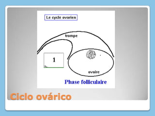 Ciclo ovárico
