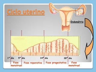14º dia1º dia5º dia28º diaCiclo uterinoEndométrioFase menstrualFasemenstrualFase progestativaFase reparativa
