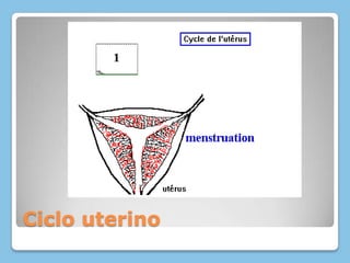 Ciclo uterino