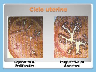 Ciclo uterino7Reparativa ou ProliferativaProgestativa ou Secretora
