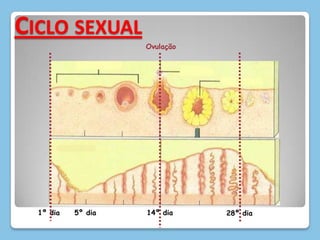 14º dia5º dia1º dia28º dia14º dia1º dia5º dia28º diaCiclo sexualOvulação