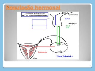 Regulação hormonal 9