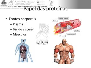 Papel das proteínas
• Fontes corporais
– Plasma
– Tecido visceral
– Músculos
 