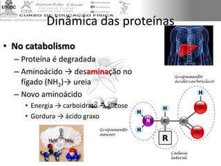 Dinâmica das proteínas
• No catabolismo
– Proteína é degradada
– Aminoácido → desaminação no
fígado (NH2)→ ureia
– Novo aminoácido
• Energia → carboidrato → glicose
• Gordura → ácido graxo
 