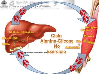 Glicogênio
↓
↓
Glicose
↓
Piruvato
↓
↑
Aminoácido
NH2 →
↑
PiruvatoNH2 
↓
URÉIA
↑
Glicose Glicogênio
 
