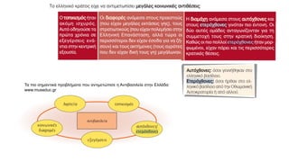 Τα πιο σημαντικά προβλήματα που αντιμετώπισε η Αντιβασιλεία στην Ελλάδα:
www.museduc.gr
 