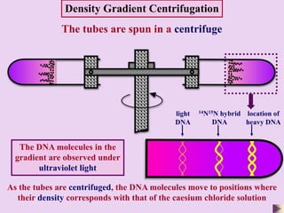 2.5 the nature of dna | PPT
