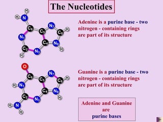 2.5 the nature of dna | PPT