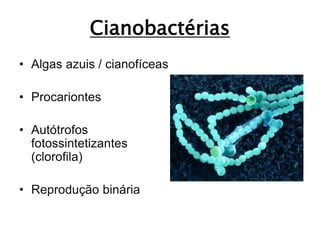 Cianobactérias
• Algas azuis / cianofíceas
• Procariontes
• Autótrofos
fotossintetizantes
(clorofila)
• Reprodução binária
 