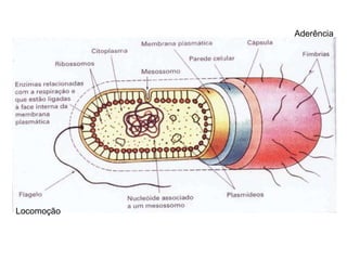 Locomoção
Aderência
 
