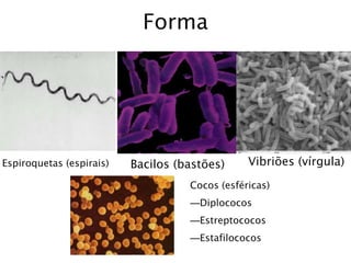 Forma
Cocos (esféricas)
—Diplococos
—Estreptococos
—Estafilococos
Bacilos (bastões) Vibriões (vírgula)Espiroquetas (espirais)
 