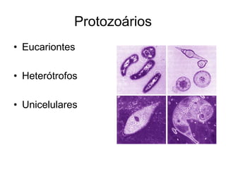 Protozoários
• Eucariontes
• Heterótrofos
• Unicelulares
 