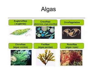 Algas
 