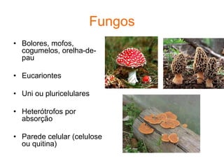 Fungos
• Bolores, mofos,
cogumelos, orelha-de-
pau
• Eucariontes
• Uni ou pluricelulares
• Heterótrofos por
absorção
• Parede celular (celulose
ou quitina)
 