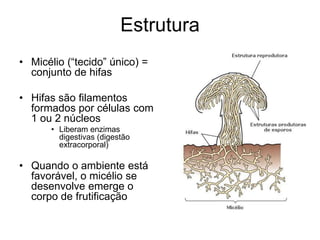 Estrutura
• Micélio (“tecido” único) =
conjunto de hifas
• Hifas são filamentos
formados por células com
1 ou 2 núcleos
• Liberam enzimas
digestivas (digestão
extracorporal)
• Quando o ambiente está
favorável, o micélio se
desenvolve emerge o
corpo de frutificação
 