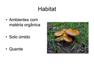 Habitat
• Ambientes com
matéria orgânica
• Solo úmido
• Quente
 