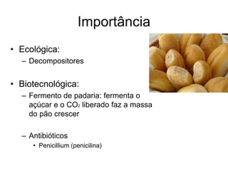 Importância
• Ecológica:
– Decompositores
• Biotecnológica:
– Fermento de padaria: fermenta o
açúcar e o CO2 liberado faz a massa
do pão crescer
– Antibióticos
• Penicillium (penicilina)
 
