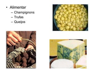 • Alimentar
– Champignons
– Trufas
– Queijos
 