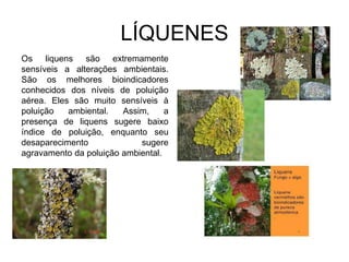 LÍQUENES
Os liquens são extremamente
sensíveis a alterações ambientais.
São os melhores bioindicadores
conhecidos dos níveis de poluição
aérea. Eles são muito sensíveis à
poluição ambiental. Assim, a
presença de liquens sugere baixo
índice de poluição, enquanto seu
desaparecimento sugere
agravamento da poluição ambiental.
 