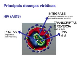 RNA
viral
PROTASE
(organiza as
proteínas virais)
INTEGRASE
(promove o encontro entre DNA
viral e cromossomo humano)
TRANSCRIPTAS
E REVERSA
(RNA  DNA)
 