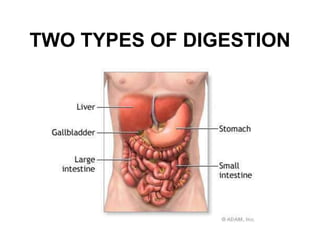 TWO TYPES OF DIGESTION
 