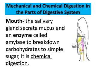 Mechanical and Chemical Digestion in
the Parts of Digestive System
Mouth- the salivary
gland secrete mucus and
an enzyme called
amylase to breakdown
carbohydrates to simple
sugar, it is chemical
digestion.
 