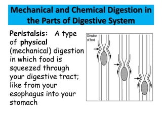 Mechanical and Chemical Digestion in
the Parts of Digestive System
Peristalsis: A type
of physical
(mechanical) digestion
in which food is
squeezed through
your digestive tract;
like from your
esophagus into your
stomach
 