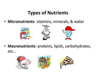 Types of Nutrients
• Micronutrients- vitamins, minerals, & water
• Macronutrients- proteins, lipids, carbohydrates,
etc…
 