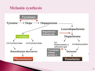 Melanin synthesis
14
 