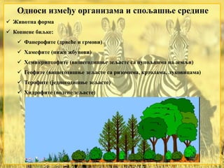 Односи између организама и спољашње средине
 Животна форма
 Копнене биљке:
 Фанерофите (дрвеће и грмови)
 Хамефите (нижи жбунови)
 Хемикриптофите (вишегодишње зељасте са пупољцима на земљи)
 Геофите (вишегодишње зељасте са ризомима, кртолама, луковицама)
 Терофите (једногодишње зељасте)
 Хидрофите (водене зељасте)
 