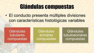 Glándulas compuestas
• El conducto presenta múltiples divisiones
con características histológicas variables
Glándulas
tubulares
compuestas
Glándulas
acinares
compuestas
Glándulas
tubuloacinares
compuestas
 