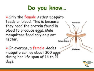 A treat for mosquitoes | PPT