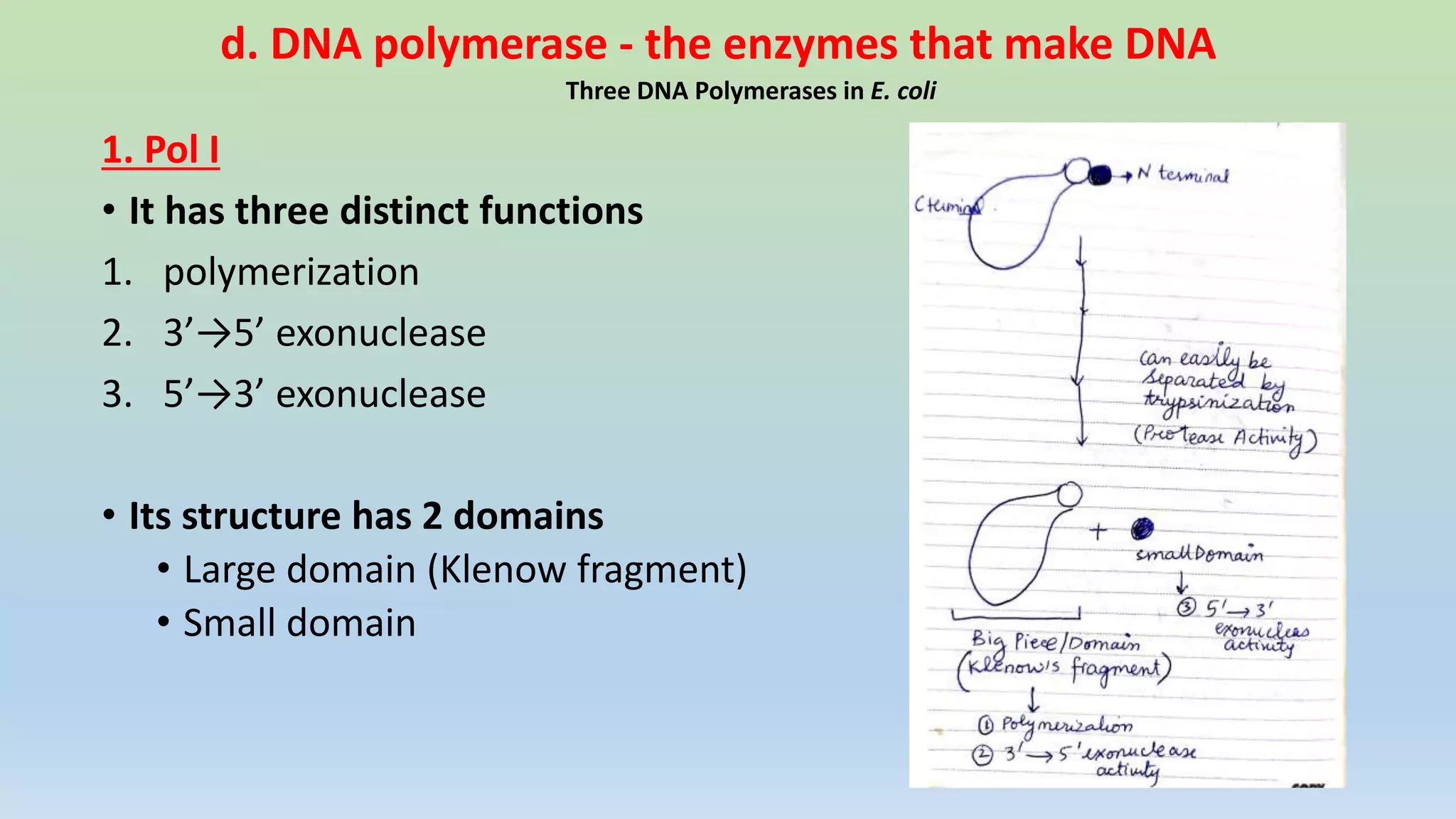 Replication fork in prokaryotic replication | PPTX