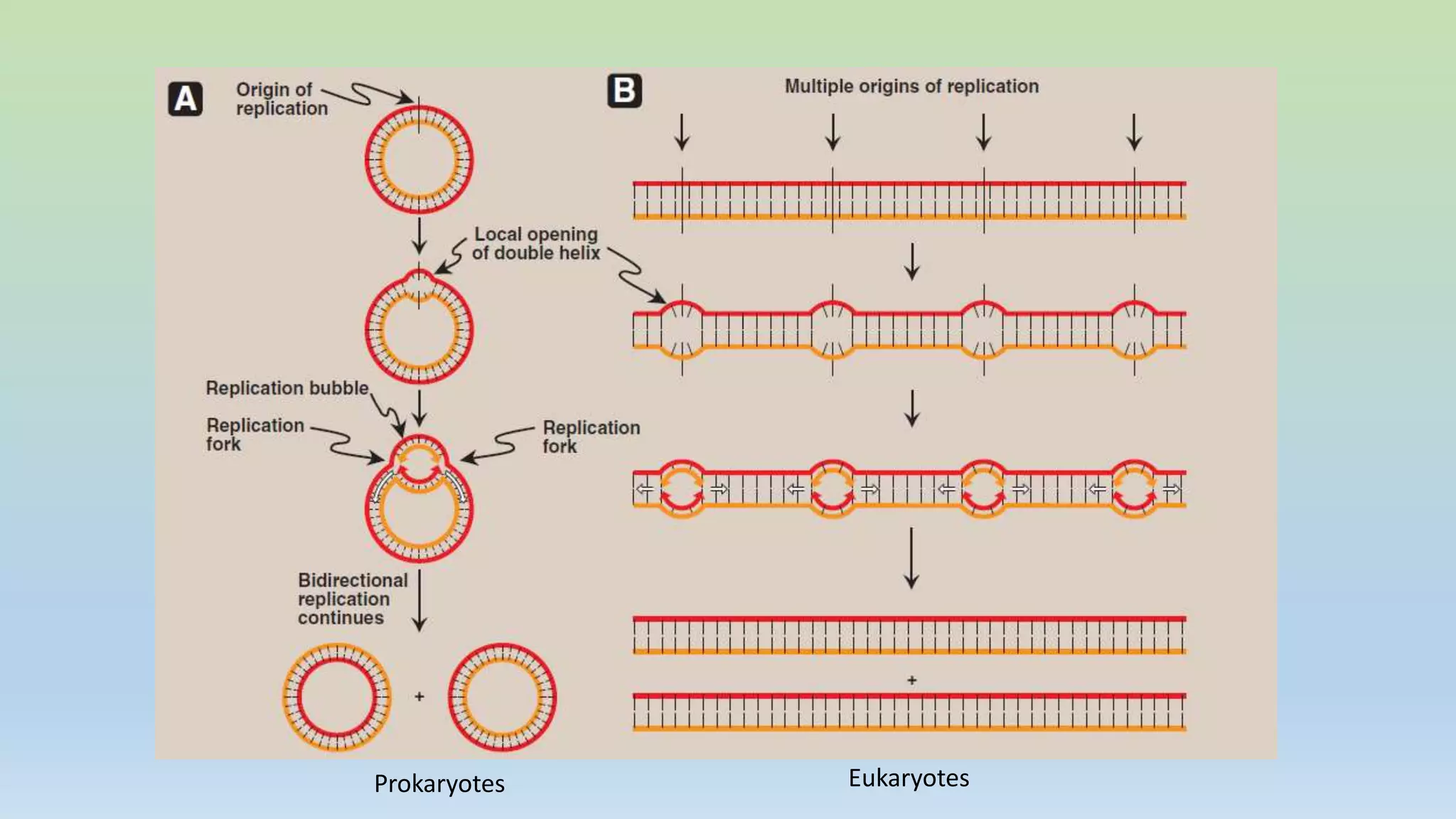 Replication fork in prokaryotic replication | PPTX
