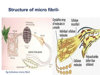 Microfibrils Cell Cell wall By KK Sahu Sir | PPTX