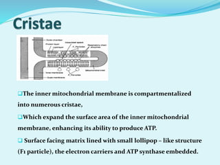 The inner mitochondrial membrane is compartmentalized
into numerous cristae,
Which expand the surface area of the inner mitochondrial
membrane, enhancing its ability to produce ATP.
 Surface facing matrix lined with small lollipop – like structure
(F1 particle), the electron carriers and ATP synthase embedded.
 