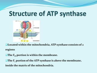 Located within the mitochondria, ATP synthase consists of 2
regions
The FO portion is within the membrane.
The F1 portion of the ATP synthase is above the membrane,
inside the matrix of the mitochondria.
 