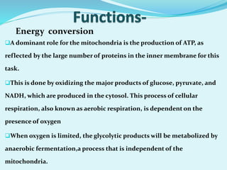 A dominant role for the mitochondria is the production of ATP, as
reflected by the large number of proteins in the inner membrane for this
task.
This is done by oxidizing the major products of glucose, pyruvate, and
NADH, which are produced in the cytosol. This process of cellular
respiration, also known as aerobic respiration, is dependent on the
presence of oxygen
When oxygen is limited, the glycolytic products will be metabolized by
anaerobic fermentation,a process that is independent of the
mitochondria.
Energy conversion
 