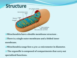 Mitochondria have a double membrane structure .
There is a single outer membrane and a folded inner
membrane.
Mitochondria range fore 0.5 to 1.0 micrometer in diameter.
 The organelle is composed of compartments that carry out
specialized functions.
 