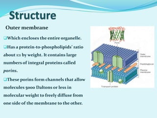 Which encloses the entire organelle.
Has a protein-to-phospholipids’ ratio
about 1:1 by weight. It contains large
numbers of integral proteins called
porins.
These porins form channels that allow
molecules 5000 Daltons or less in
molecular weight to freely diffuse from
one side of the membrane to the other.
Outer membrane
 