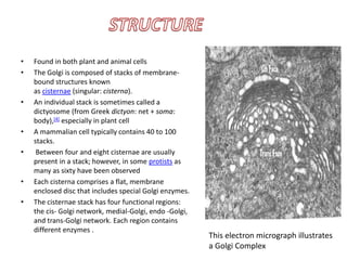 • Found in both plant and animal cells
• The Golgi is composed of stacks of membrane-
bound structures known
as cisternae (singular: cisterna).
• An individual stack is sometimes called a
dictyosome (from Greek dictyon: net + soma:
body),[4] especially in plant cell
• A mammalian cell typically contains 40 to 100
stacks.
• Between four and eight cisternae are usually
present in a stack; however, in some protists as
many as sixty have been observed
• Each cisterna comprises a flat, membrane
enclosed disc that includes special Golgi enzymes.
• The cisternae stack has four functional regions:
the cis- Golgi network, medial-Golgi, endo -Golgi,
and trans-Golgi network. Each region contains
different enzymes .
This electron micrograph illustrates
a Golgi Complex
 