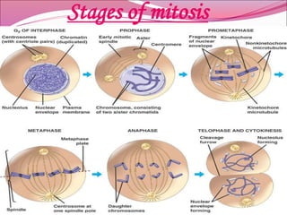 Stages of mitosis
 