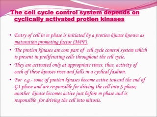The cell cycle control system depends on
cyclically activated protien kinases
• Entry of cell in m phase is initiated by a protien kinase known as
maturation promoting factor (MPF).
• The protien kinases are core part of cell cycle control system which
is present in proliferating cells throughout the cell cycle.
• They are activated only at appropriate times. thus, activity of
each of these kinases rises and falls in a cyclical fashion.
• For e.g.- some of protien kinases become active toward the end of
G1 phase and are responsible for driving the cell into S phase;
another kinase becomes active just before m phase and is
responsible for driving the cell into mitosis.
 