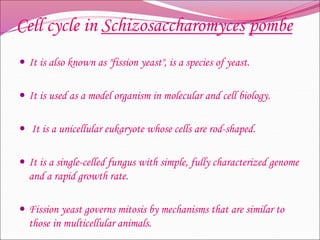 Cell cycle in Schizosaccharomyces pombe
 It is also known as "fission yeast", is a species of yeast.
 It is used as a model organism in molecular and cell biology.
 It is a unicellular eukaryote whose cells are rod-shaped.
 It is a single-celled fungus with simple, fully characterized genome
and a rapid growth rate.
 Fission yeast governs mitosis by mechanisms that are similar to
those in multicellular animals.
 