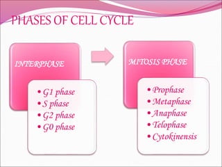 PHASES OF CELL CYCLE
INTERPHASE
•G1 phase
•S phase
•G2 phase
•G0 phase
MITOSIS PHASE
•Prophase
•Metaphase
•Anaphase
•Telophase
•Cytokinensis
 