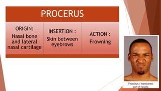 Propithecus Facial Expression muscles of facial expression | PPTX