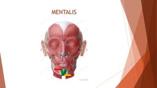 Intercheilion Line muscles of facial expression | PPTX