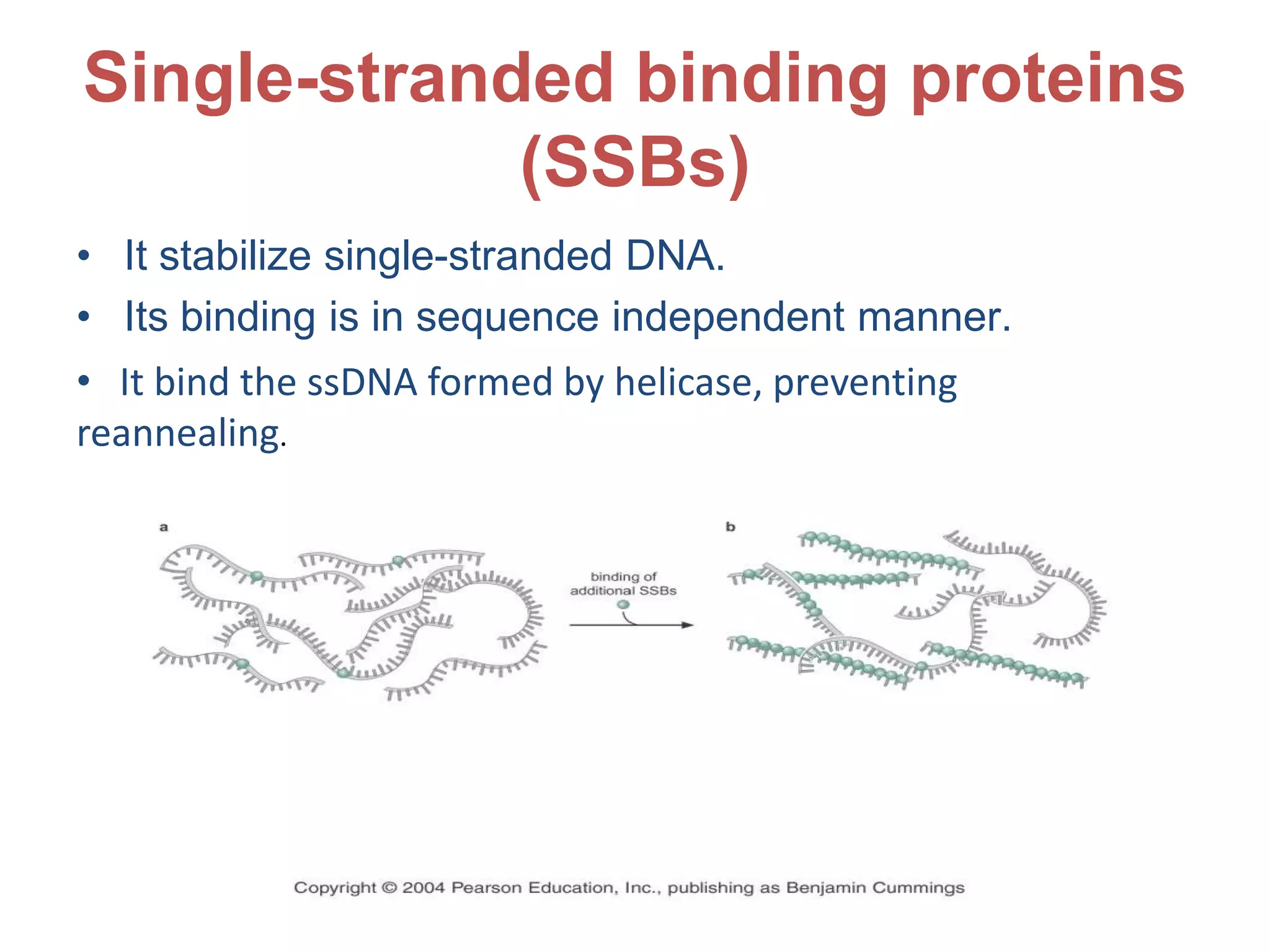 Enzyme involved in DNA replication | PPTX